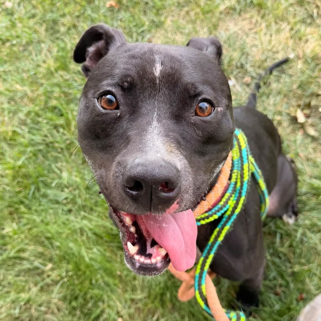 Astro, Terrier