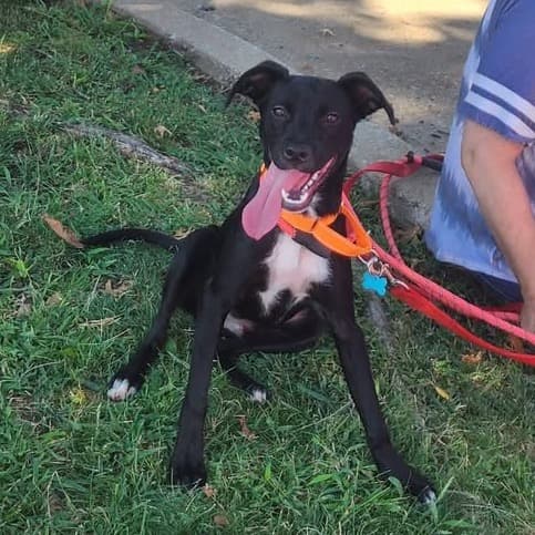 Tiny Moose, Terrier, Pit Bull