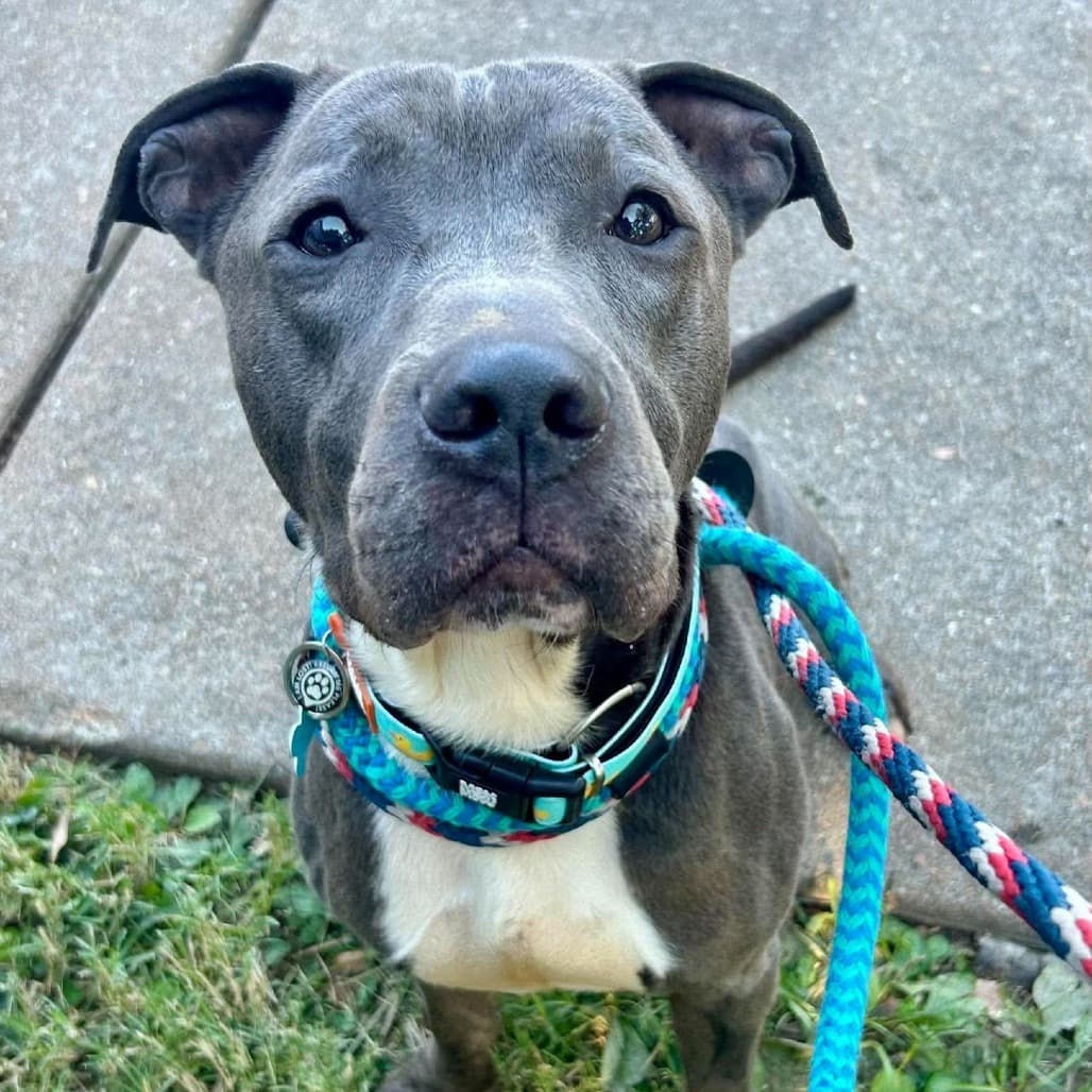 Grayland, Terrier, Pit Bull